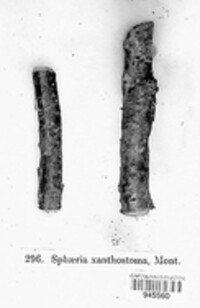Wuestneia chrysostroma image